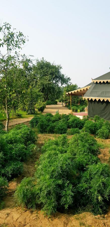 Orchard Tents & Tranquility Pushkar Dış mekan fotoğraf